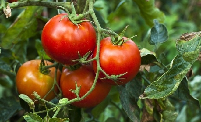 proiect-madr-ajutor-de-minimis-de-cel-mult-3000-de-euro-pe-beneficiar-pentru-cultivarea-tomatelor-in-a10589