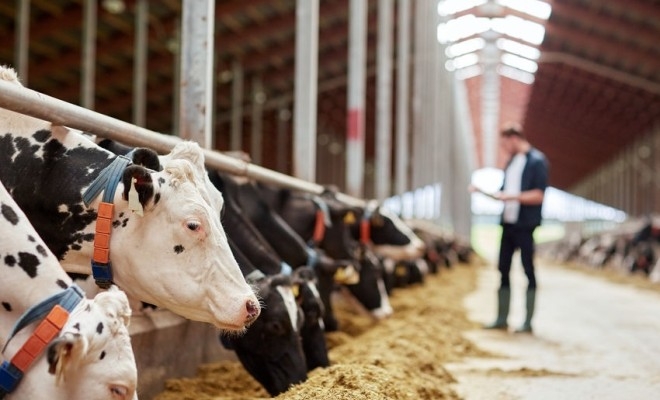 apia-sprijin-financiar-de-peste-113-milioane-lei-pentru-crescatorii-de-animale-s22954